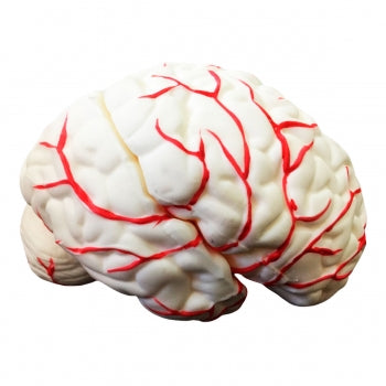Cerebro Com Arterias Em 8 Partes Anatomic Tgd 0303 79 1