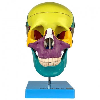 Cranio Didatico Colorido Em 5 Partes Anatomic Tgd 0102 A 17 1