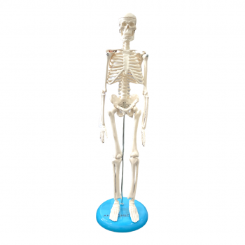 Esqueleto De 45 Cm Anatomic Tgd 0121 1201 1