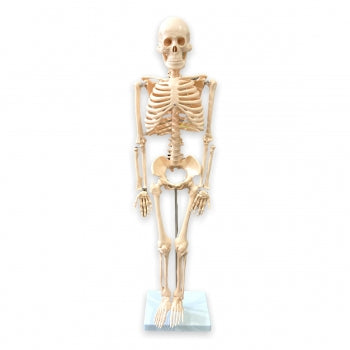 Esqueleto De 85 Cm 1207 1