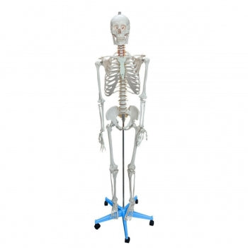 Esqueleto Humano 170 Cm Padrao Com Suporte E Base Com Rodas 1481 1