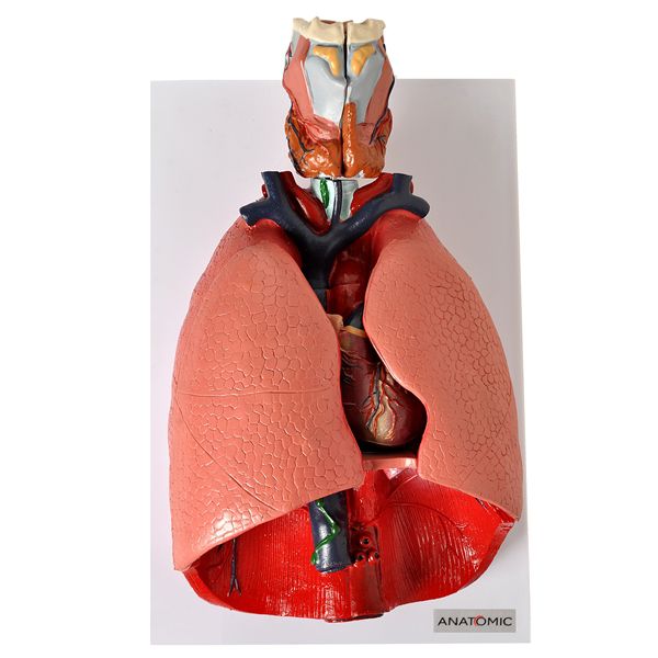 Sistema Respiratorio E Cardiovascular Em 7 Partes 99 1